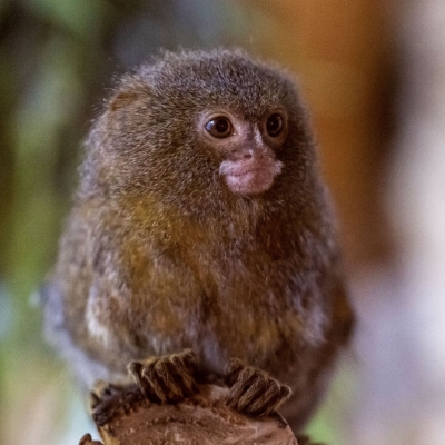 Ouistiti pygm&eacute;e - De Zonnegloed - Refuge pour animaux